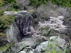 渓流に咲く桜