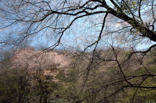 谷の山桜も満開