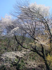 下りるごとに山桜が満開