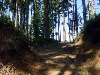 作業林道が枝分かれしているが、とにかく道なりに登る