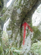 ブナの木に書かれた印