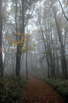 靄の登山道