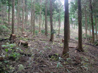 伐採されたひのき林