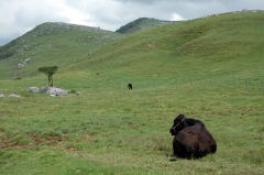 放牧の牛