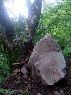 岩が木にぶつかり止まっている