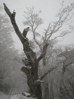 雪の定点観測の木　１４：９