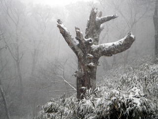 雪の枯れ木