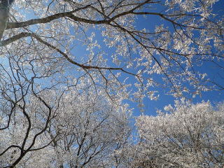 青空に霧氷の花咲く