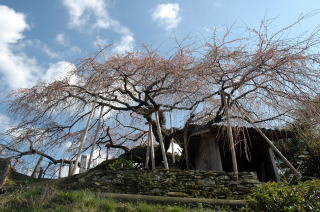 石畳の枝垂れ桜