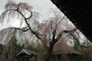 法蓮寺の枝垂れ桜