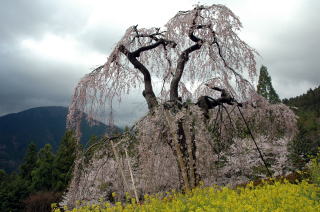 西村大師堂の枝垂れ桜