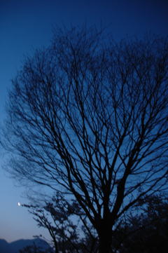 月と木