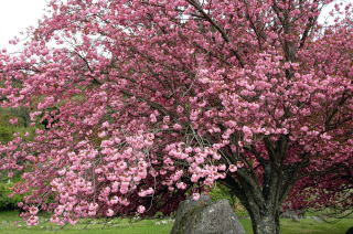 翠波高原の八重桜