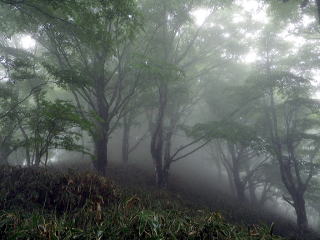 一面の靄の中にブナ林が