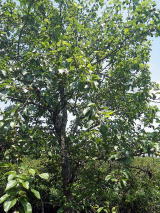 梨の木