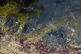 池の蛙の卵