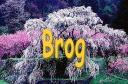Brog