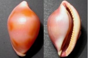 歯が細かすぎる?