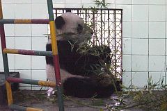 panda