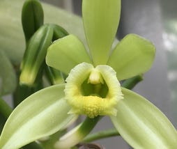 Vanilla Laboratory PLUSバニラ植物の花
