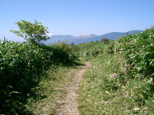 nozoriko-18