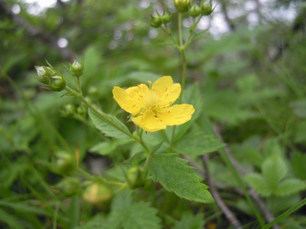 黄色・緑色の花