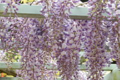 藤枝市の花「藤の花」です。F10