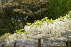 藤枝市の花「藤の花」です。S6