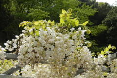 藤枝市の花「藤の花」です。S7