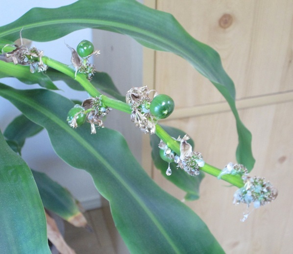 �h���Z�i�E�}�b�T���Q�A�i�̎��̎ʐ^�P