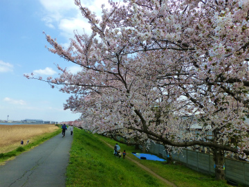桜散歩44