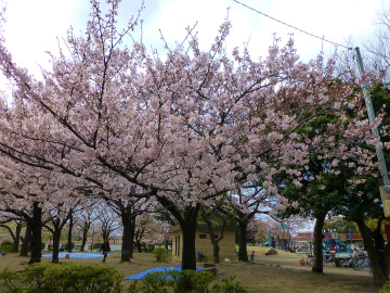 桜散歩46
