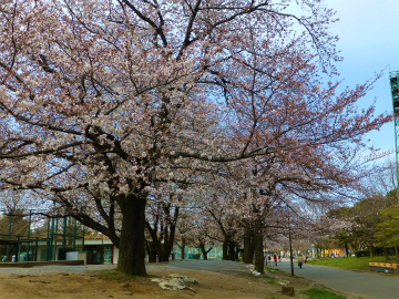 桜散歩47