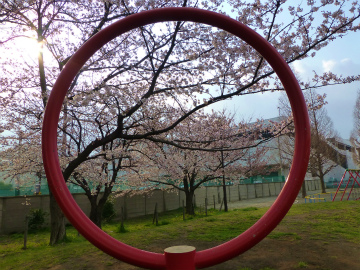 桜散歩48