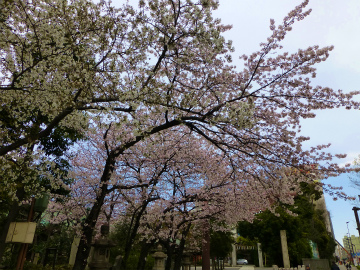 桜散歩4C