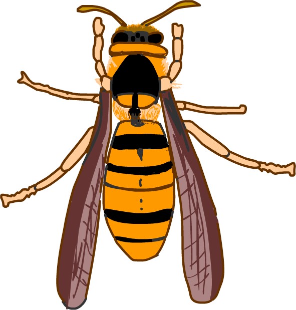 キイロスズメバチ