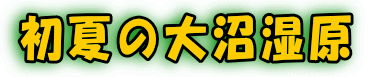 初夏の大沼湿原