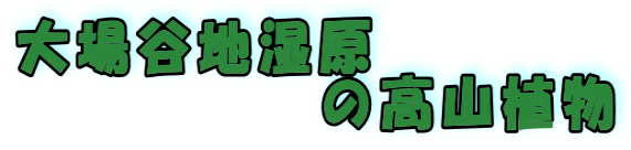 大場谷地湿原 の高山植物