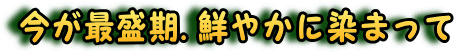 今が最盛期.鮮やかに染まって 