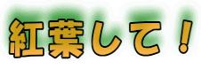 紅葉して！ 