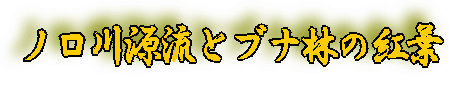 ノロ川源流とブナ林の紅葉