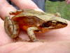 ニホンアカガエル成体３