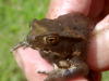 アズマヒキガエル幼体２