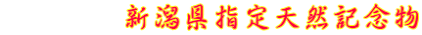 　　　　新潟県指定天然記念物
