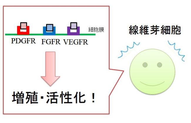 線維化と免疫の関係