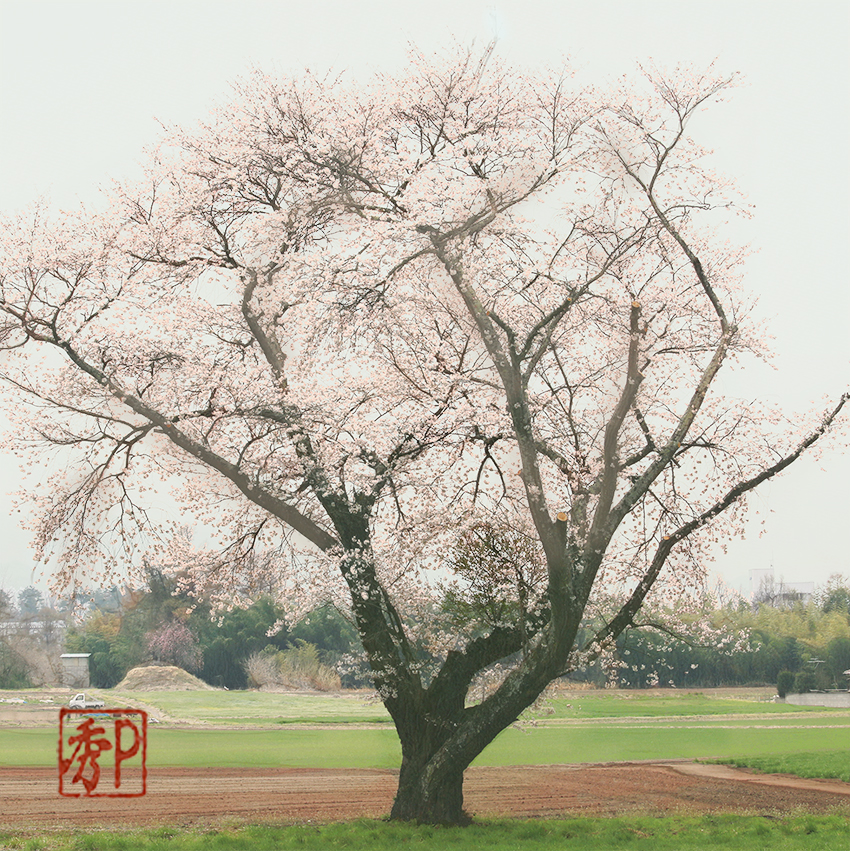 草原の桜＿中１
