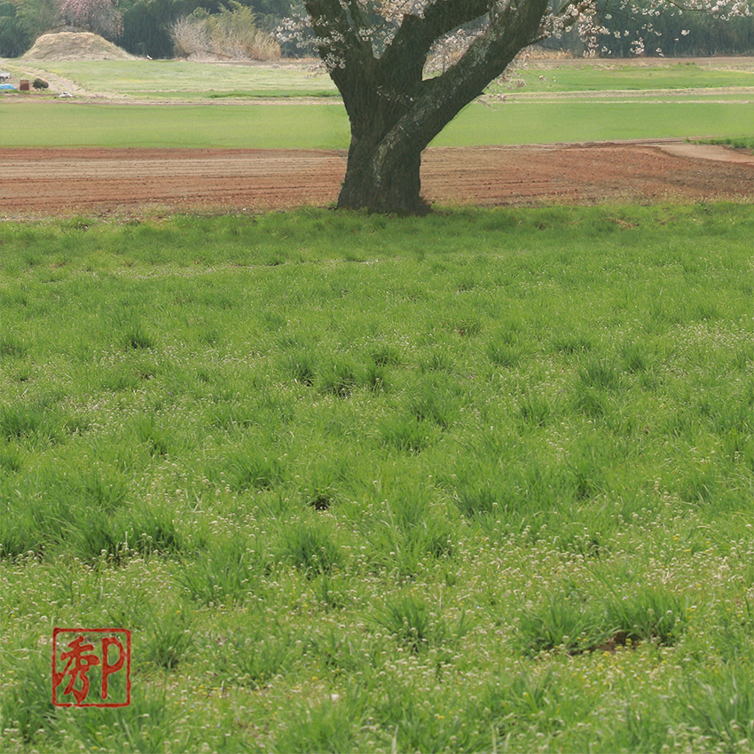 草原の桜＿中２