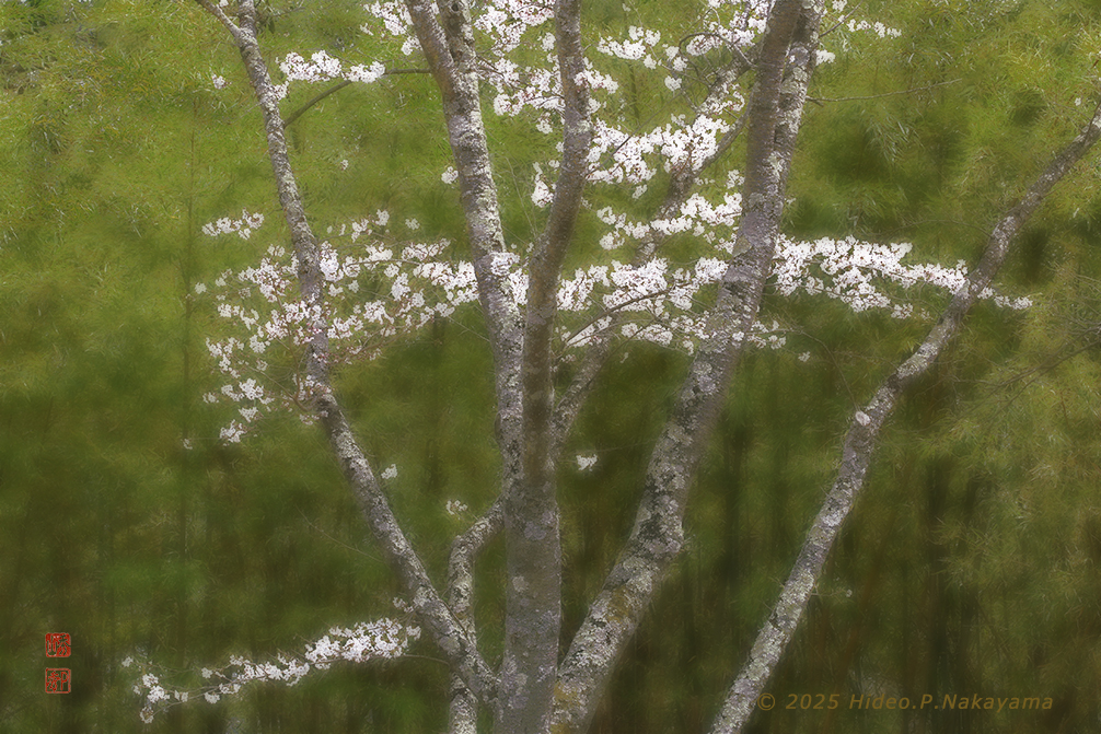 竹林の桜