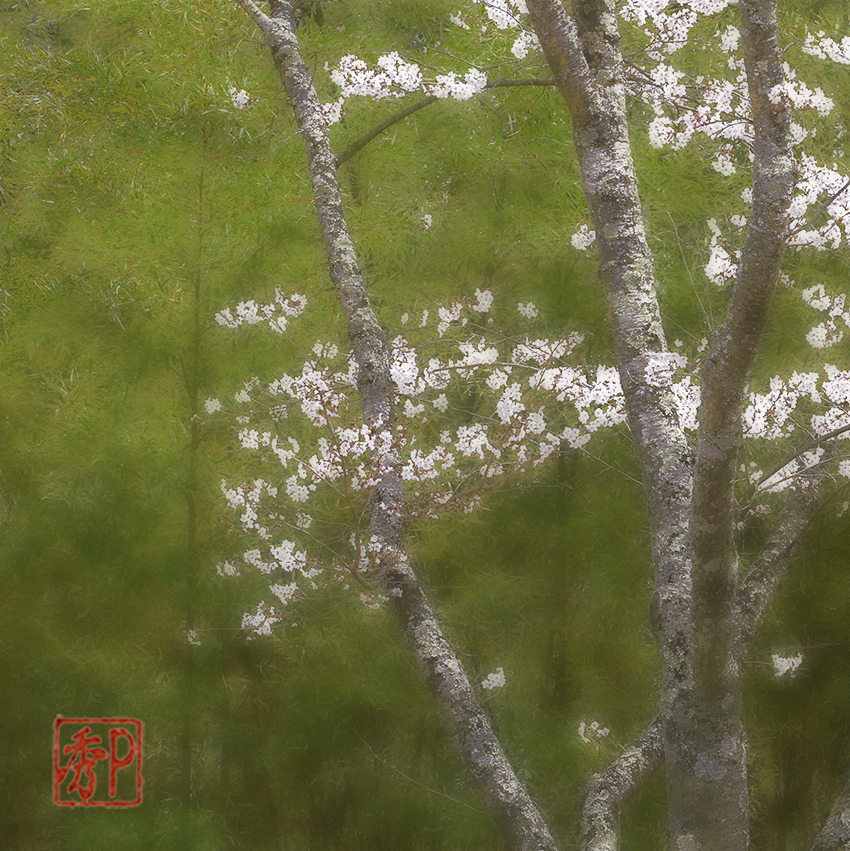 竹林の桜＿左