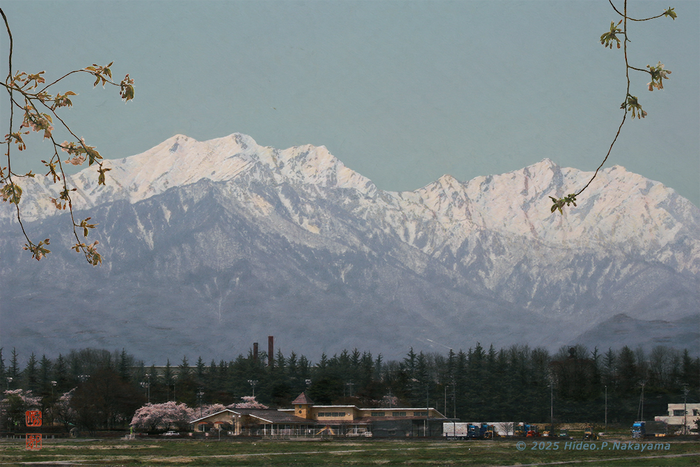北アルプスの桜